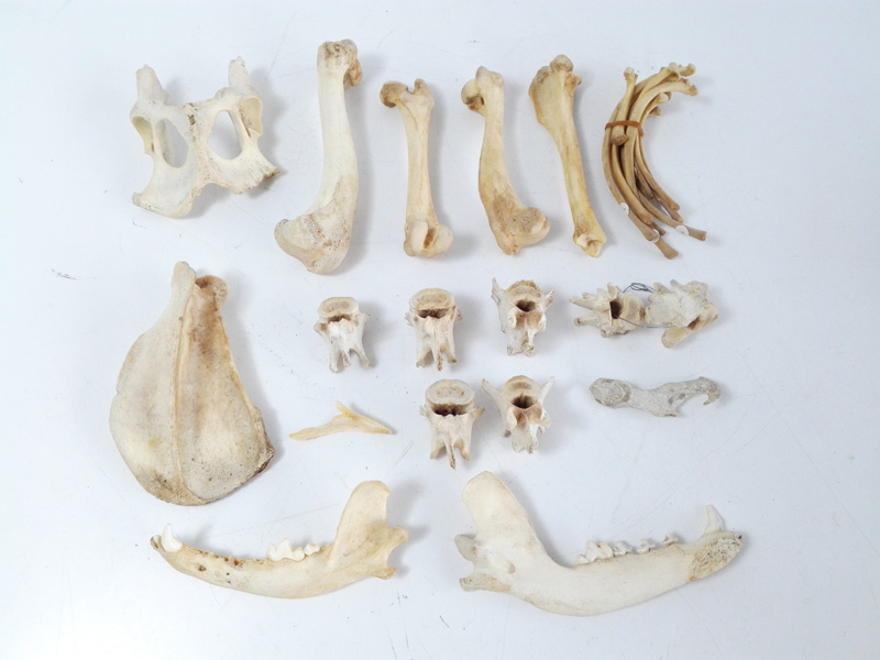 cajas huesos cabra perro fauna taxidermia 1u